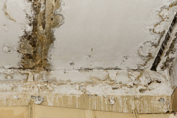 Why You Should Choose Our Mold Remediation Services in Lindsay, CA